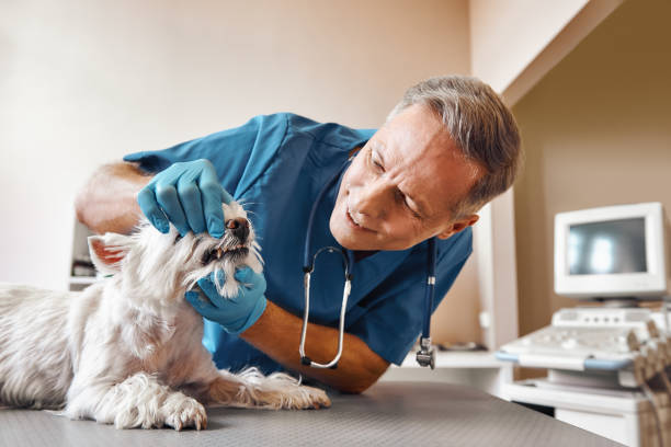 Best Emergency Gum Treatment in North Belle Vernon, PA